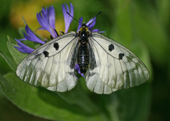 Schwarzer Apollo-Falter (Parnassius mnemosyne) - © Emanuel Trummer